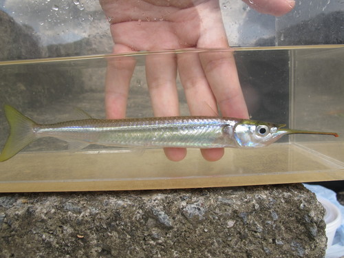 Congaturi halfbeak (Hyporhamphus limbatus) — Hemiramphidae