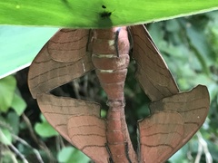 Marumba cristata