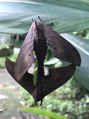 Marumba cristata