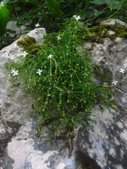 Moehringia muscosa