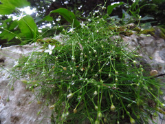 Moehringia muscosa