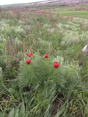 Paeonia tenuifolia
