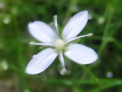Moehringia muscosa