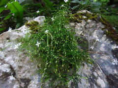 Moehringia muscosa