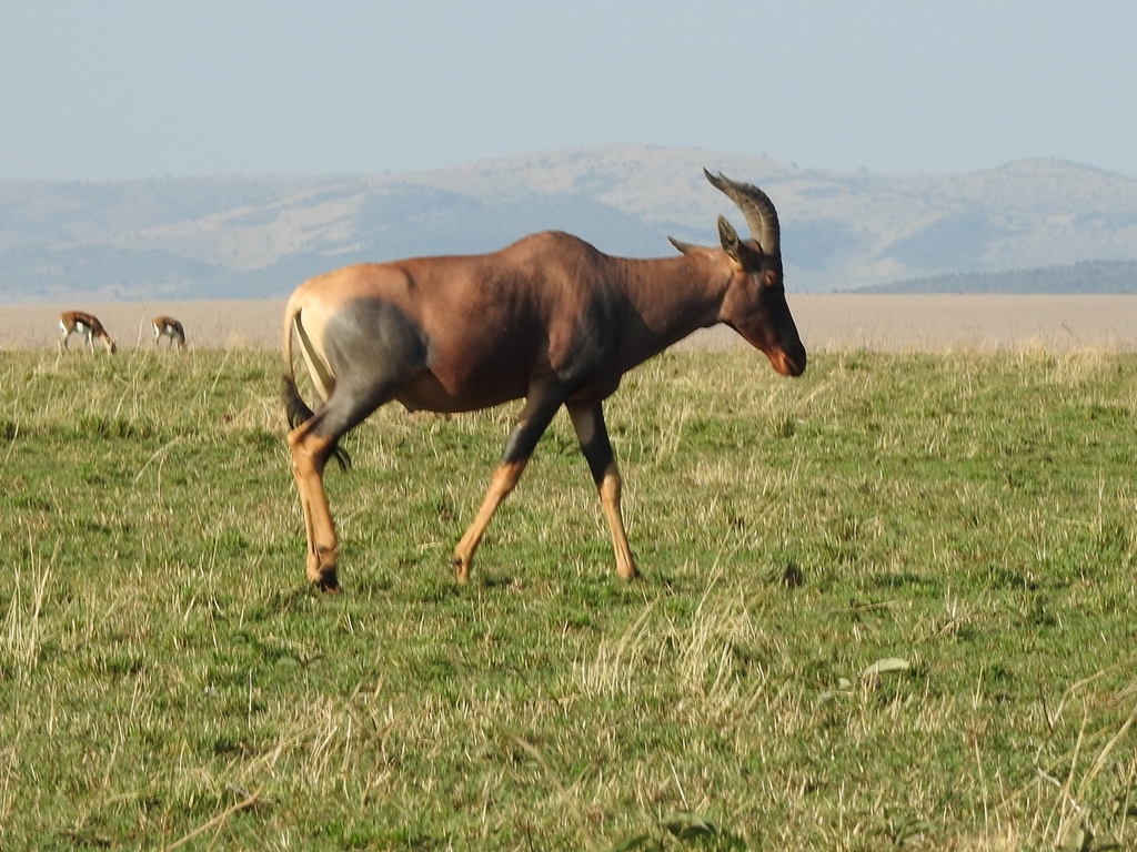 Damaliscus lunatus jimela, Mara, Kenia, by tiracantos