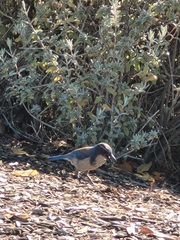 Aphelocoma californica