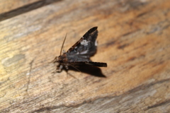 Thyridoidea