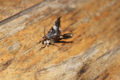 Thyridoidea