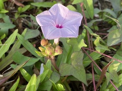 Ipomoea sagittifolia