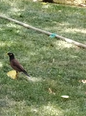 Acridotheres tristis