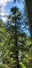 Abies amabilis