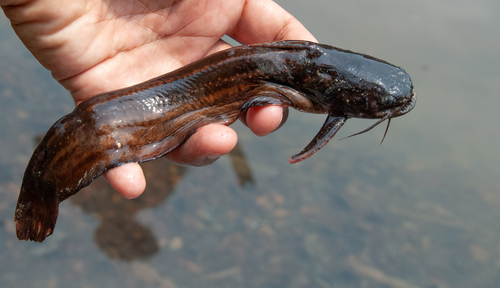 Striped woodcat (Trachelyopterichthys taeniatus) — Auchenipteridae