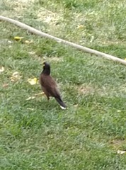 Acridotheres tristis