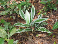 Aglaonema