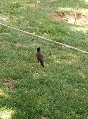 Acridotheres tristis