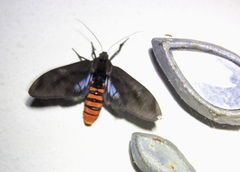 Thysanoprymna superba