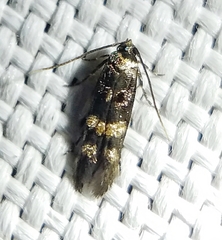 Stilbosis tesquella