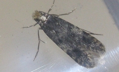 Homosetia marginimaculella