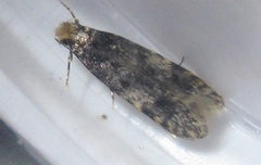 Homosetia marginimaculella