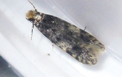 Homosetia marginimaculella