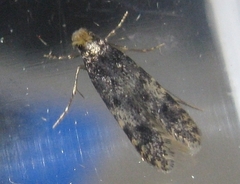 Homosetia marginimaculella