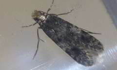 Homosetia marginimaculella