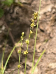 Carex leersii