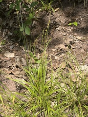 Carex leersii