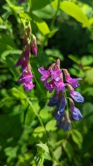 Lathyrus polyphyllus