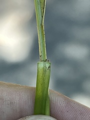 Carex leersii