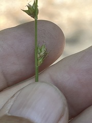 Carex leersii