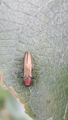 Agrilus viridis