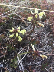 Pedicularis lapponica