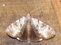 Catocala andromedae