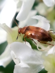 Anaspis maculata