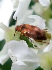 Anaspis maculata