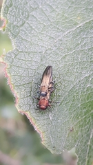 Agrilus viridis