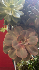 Echeveria gibbiflora × potosina