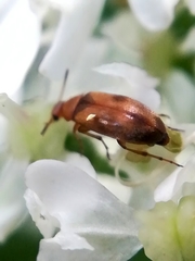 Anaspis maculata