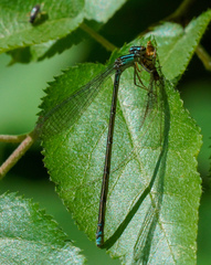 Enallagma divagans