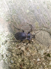 Carabus scheidleri