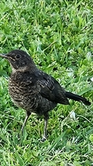 Turdus merula