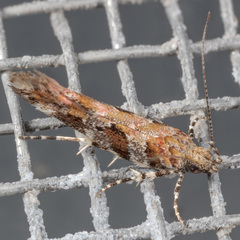 Aristotelia pudibundella