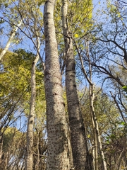 Populus alba
