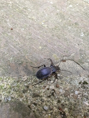 Carabus scheidleri