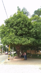 Melicoccus oliviformis