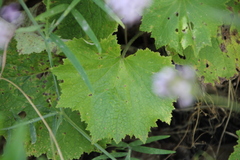 Pericallis papyracea image