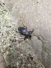 Carabus scheidleri