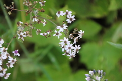 Pericallis papyracea image