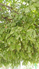 Melicoccus oliviformis